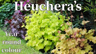 Heuchera’s year round colour in My Walled Garden make your garden great [upl. by Tucky]