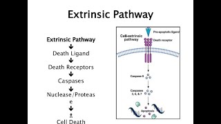 Extrinsic Pathway of ApoptosisDeath Receptor Pathway [upl. by Oinotnanauj]