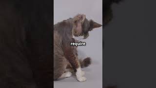 The Playful Devon Rex cats pets pawsandwhiskers dog [upl. by Enomal]