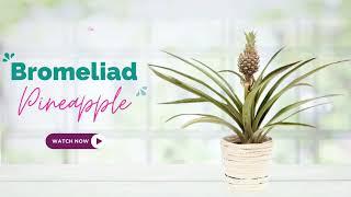 Bromeliad Pineapple Plant  Ananas Comosus  TinyLeaf [upl. by Pol240]