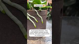 help plants grow well without pests or diseasesshortsfeed shots shorts garden gardenning yt [upl. by Aennil349]