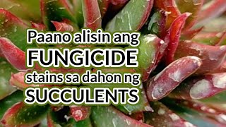 Paano alisin ang Fungicide stains sa mga Succulents  Remove Fungicide stains on Succulents fast [upl. by Laubin73]