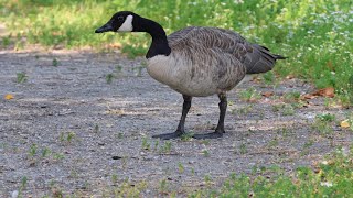 Canada Goose  British Columbia Canada 🇨🇦 Ganso canadiense [upl. by Wooster]