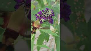 Hummingbird clearwing moth moth hummingbirdmoth [upl. by Oninrutas]