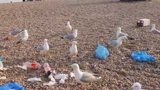 Angry Seagulls in Brighton [upl. by Ahsele]