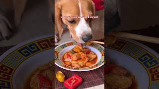 Makanan CNY  Imlek untuk anjing [upl. by Zonda914]