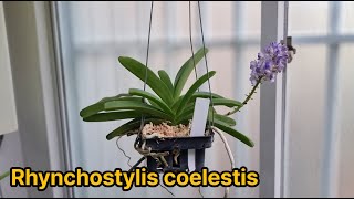 린코스틸리스 코엘레스티스 Rhynchostylis coelestis [upl. by Biggs]