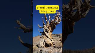 Oldest tree in the world youtubeshorts facts factshorts science school shortsfeed short [upl. by Geithner320]