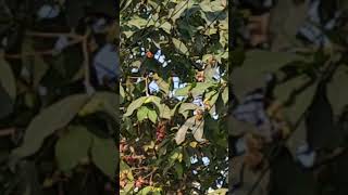 Full of Fruits Macopa Tree trending shortvideo viral [upl. by Aiynot]