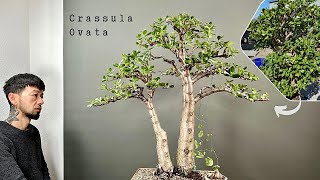 Crassula Ovata a houseplant becomes a Bonsai [upl. by Aneloc961]