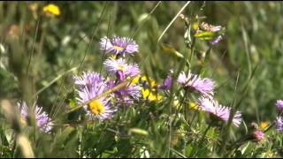 Tangram  Dance of the Flowers [upl. by Meurer]