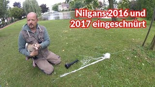 Nilgans 2016 und 2017 eingeschnürt  Tiernotruf 116 [upl. by Bish603]