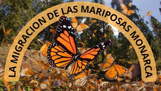 La gran migración de las mariposas monarca Danaus plexippus [upl. by Ecirtak544]