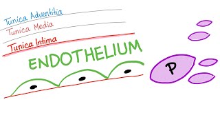 The Smooth Endothelium  How Your Body Prevents Clotting [upl. by Airrej446]