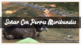 SOÑAR CON PERRO🐩 MORIBUNDO💀 SIGNIFICADO DE SOÑAR💤 CON PERRO🐕‍🦺 MURIENDO FLACO Y ENFERMO😯 [upl. by Hallock]