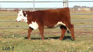 Circle S Herefords Lot 7 [upl. by Tiler]