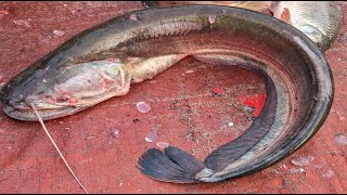 Giant Monster Wallago Attu Catfish Cutting In Bangladesh  Boal Fish Cutting Skills [upl. by Hogue]