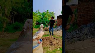 Chhota chor 😱😱 pigeon pigeonshorts virelshorts birdslover shortsfeed youtubeshorts [upl. by Narf313]