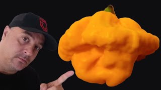 Foodarama Scotch Bonnet from RefiningFireChiles [upl. by Kaiser]