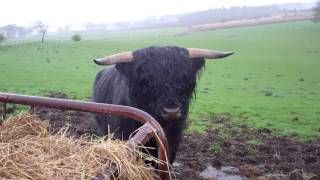 Black Scottish Highland Cow Eating Lunch In The Rain In Scotland [upl. by Ekul670]