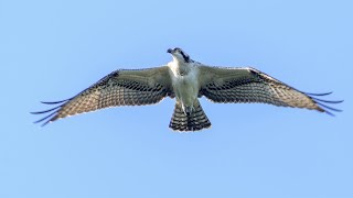 🦅 Soaring Debut  Youngest Chicks First Flight  Osprey Family Chronicles 21 wildlife nature [upl. by Fielding]