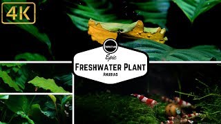 Epic Freshwater Plant [upl. by Kus]