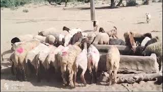 Group of sheep running for water [upl. by Yerggoeg]