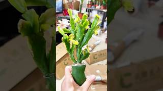 how to separate cactus plant separate cactus shorts satisfying [upl. by Enelhtac]