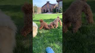 Funny Dogs puppy [upl. by Dolora]