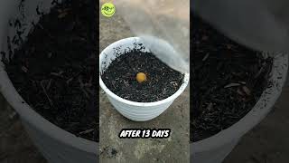 New Technique Growing Longan Tree From Fruits 🌱 Grow Roots In Longan Fruit How to do shorts [upl. by Winstonn]