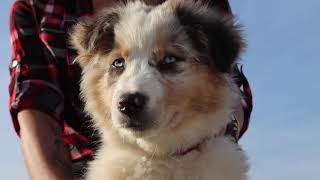 Caratteristiche Razza Australian Shepherd [upl. by Bernie]