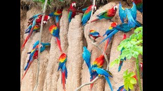 Macaw Parrots  claylicks of tambopata [upl. by Annawd]