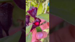 Lipstick plant Aeschynanthus rareflower rareplants BackyardGardeningHindi [upl. by Ferguson267]