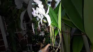 Cattleya Dominiana 1859 coeruleaквітування081124 [upl. by Einnep]