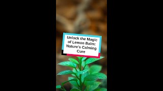 Unlock the Magic of Lemon Balm Natures Calming Cure [upl. by Annodal748]