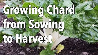 Growing Chard from Sowing to Harvest [upl. by Ronen113]