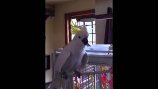 Stevie the Gangnam style cockatoo [upl. by Sikras611]