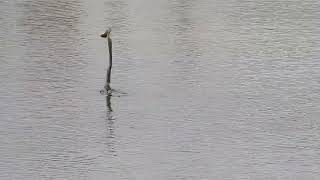 Oriental Darter tossing Fish Finally swallowed it [upl. by Michon392]