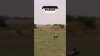 Lioness vs Wild Dogs animal lion [upl. by Swetiana559]