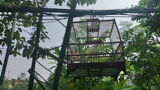 Super nice hot bird sound on a beautiful sunny day at my house [upl. by Lussier]