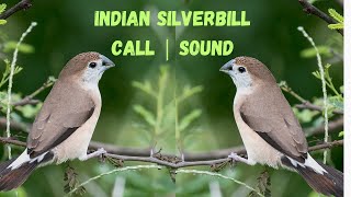 Indian Silverbill Call  Indian Silverbill Sound  Flock of Silverbills Calls  Silverbill Finch [upl. by Judye]