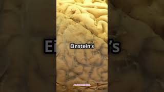 Albert Einstein Brain Was Stolen 🧠🤯 ytshorts alberteinstein [upl. by Annaerb]