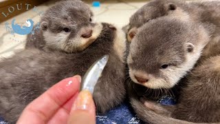 First Time Showing Fish to Baby Otters Drinking Milk [upl. by Pachston]