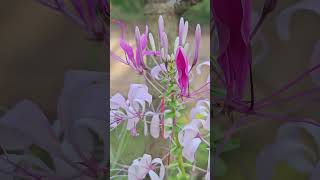 Cleome spinosa [upl. by Shirlee]