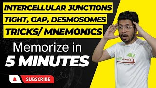 Intercellular junctions  tight junctions desmosomes and gap junctions  Types of cell junctions [upl. by Ylaek21]