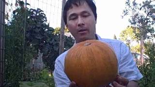 Growing Kakai Pumpkins Winter Squash Vertically up a Trellis [upl. by Pris]