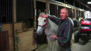 Farrier Quick Takes Red Renchin Training Horses To Stand Still For Shoeing [upl. by Aiclid879]