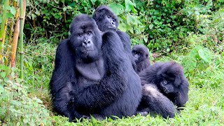 Gorilla trekking in Rwanda epic amp moving adventure [upl. by Palestine195]