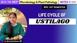 Ustilago  Life cycle of Ustilago  Bsc1styear sciencewaali [upl. by Selby621]