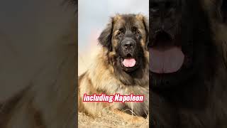 Leonberger [upl. by Crellen614]